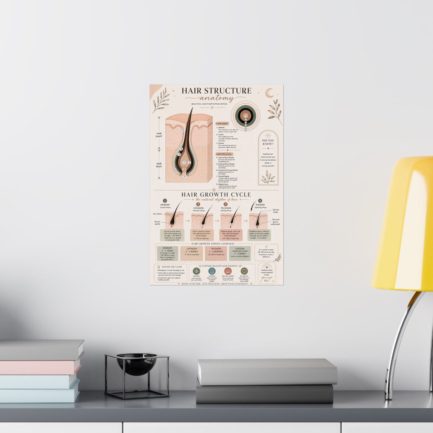 Hair Growth Cycle & Anatomy Poster for Stylists | Cosmetology Education Chart | Hair Structure Guide | Salon Wall Art