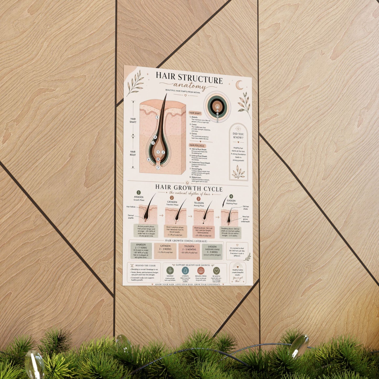 Hair Growth Cycle & Anatomy Poster for Stylists | Cosmetology Education Chart | Hair Structure Guide | Salon Wall Art