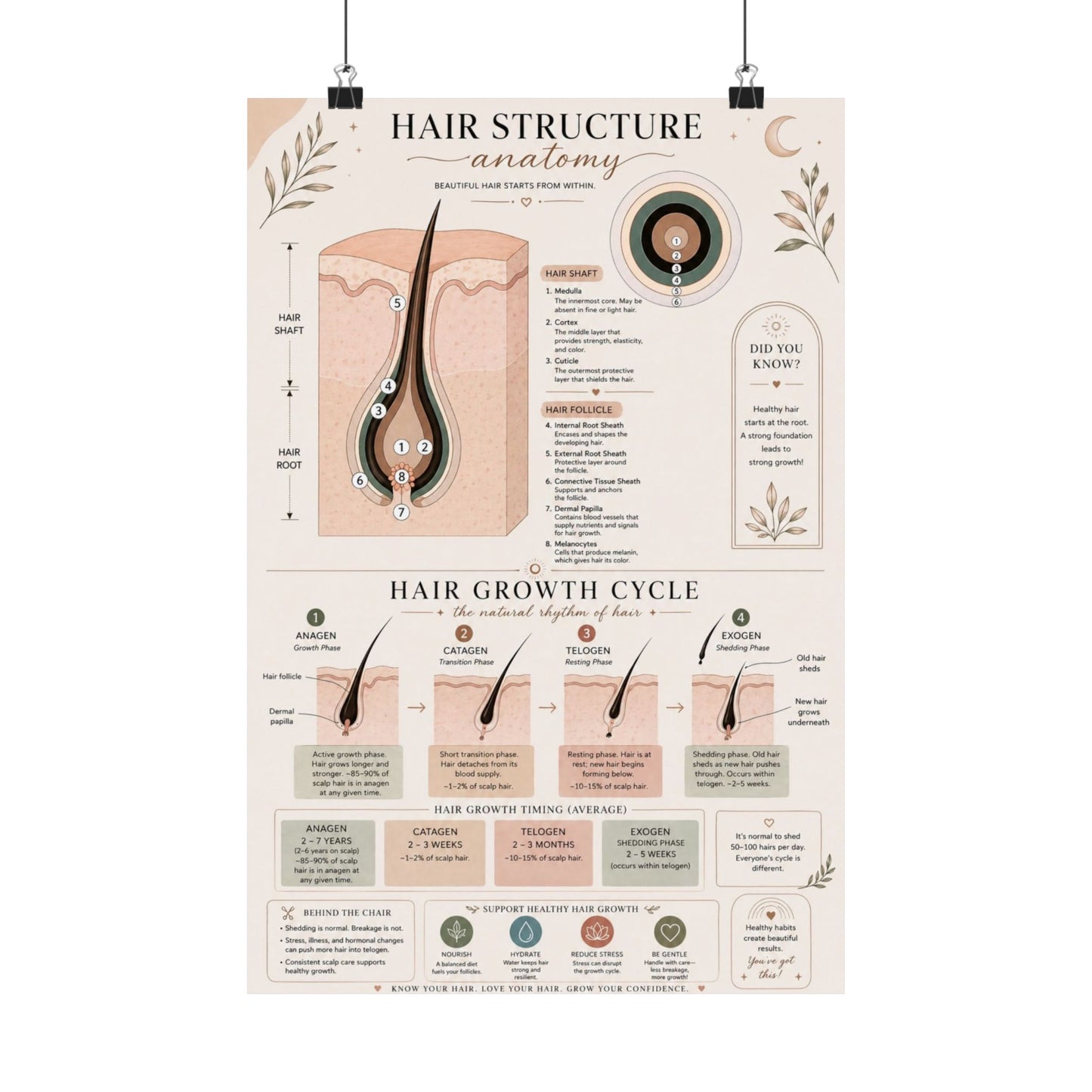 Hair Growth Cycle & Anatomy Poster for Stylists | Cosmetology Education Chart | Hair Structure Guide | Salon Wall Art