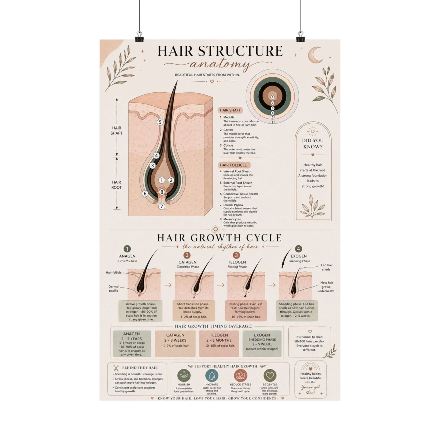 Hair Growth Cycle & Anatomy Poster for Stylists | Cosmetology Education Chart | Hair Structure Guide | Salon Wall Art